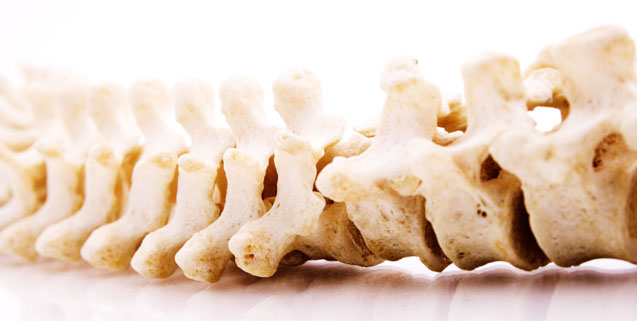 Chiropractor - Your Spine